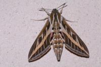 Hyles livornica