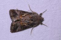 Autographa gamma
