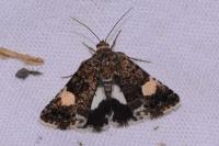 Tyta luctuosa