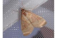Ostrinia nubilalis