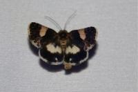 Tyta luctuosa
