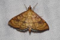 Anania verbascalis