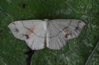 Cyclophora punctaria