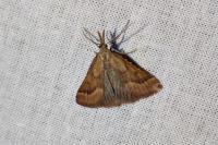 Synaphe punctalis