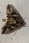 Autographa gamma
