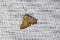 Endotricha flammealis