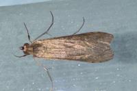 Nomophila noctuella