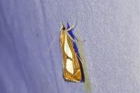Catoptria pinella