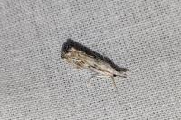 Catoptria falsella