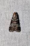Acrobasis advenella