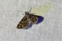 Gymnoscelis rufifasciata