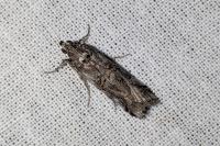 Pempelia palumbella