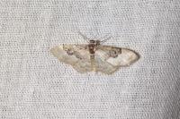 Idaea rusticata