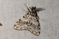 Lymantria monacha