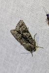 Acronicta auricoma