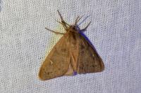 Ocneria rubea