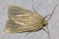Mythimna impura