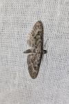 Eupithecia nanata