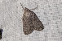 Pachycnemia hippocastanaria hippocastanaria