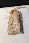 Dendrolimus pini pini