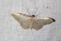 Idaea fuscovenosa