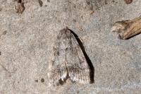 Eudonia