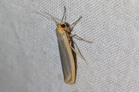 Manulea complana