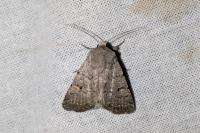 Caradrina aspersa
