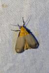Lithosia quadra