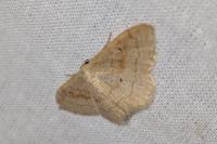 Idaea rubraria