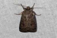 Hoplodrina
