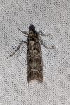 Dioryctria