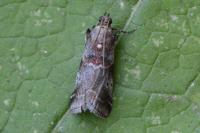 Acrobasis suavella