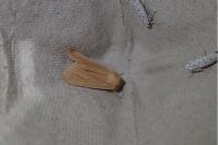 Mythimna pallens