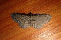 Anticollix sparsata