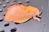 Gastropacha quercifolia
