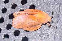 Gastropacha quercifolia