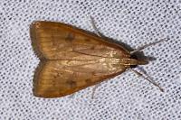 Udea ferrugalis