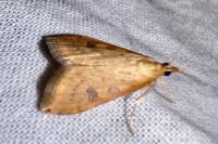 Udea ferrugalis