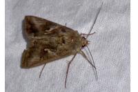 Autographa gamma