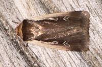 Ochropleura plecta