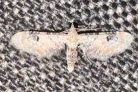 Eupithecia centaureata