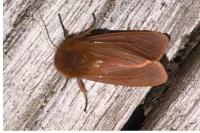 Phragmatobia fuliginosa