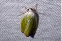 Earias clorana