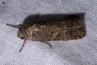 Spodoptera exigua