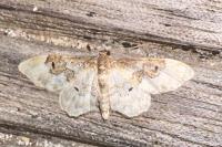 Idaea rusticata