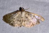 Patania ruralis