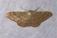 Idaea aversata