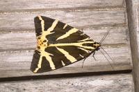 Euplagia quadripunctaria