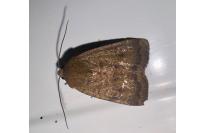 Noctua interjecta